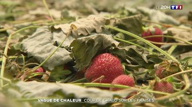 Vague de chaleur : coup de chaud sur les fraises